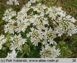 Heracleum sphondylium ssp. sphondylium (barszcz zwyczajny typowy)