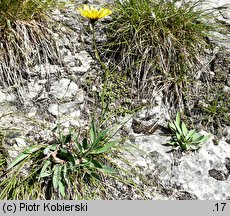 Hieracium bupleuroides (jastrzębiec przewiertniowaty)