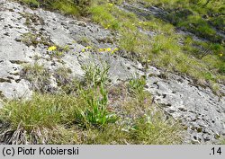 Hieracium bupleuroides (jastrzębiec przewiertniowaty)