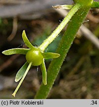 Hottonia palustris (okrężnica bagienna)