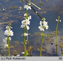 Hottonia palustris (okrężnica bagienna)