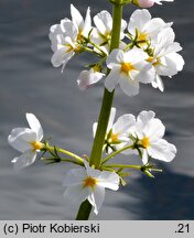 Hottonia palustris (okrężnica bagienna)