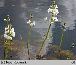 Hottonia palustris (okrężnica bagienna)