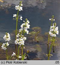 Hottonia palustris (okrężnica bagienna)