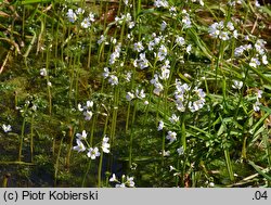 Hottonia palustris (okrężnica bagienna)