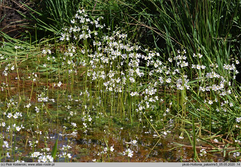 Hottonia palustris (okrężnica bagienna)