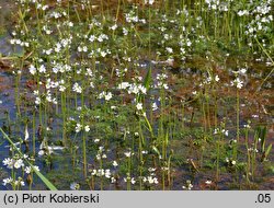 Hottonia palustris (okrężnica bagienna)