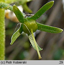 Hottonia palustris (okrężnica bagienna)