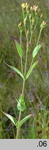 Hypericum majus (dziurawiec większy)