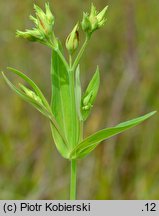 Hypericum majus (dziurawiec większy)