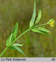 Hypericum majus (dziurawiec większy)