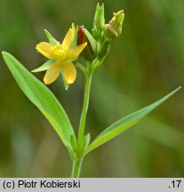 Hypericum majus (dziurawiec większy)