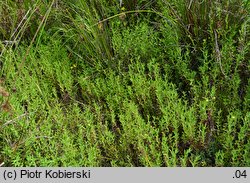 Hypericum majus (dziurawiec większy)