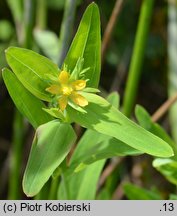 Hypericum majus (dziurawiec większy)