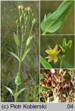 Hypericum majus (dziurawiec większy)