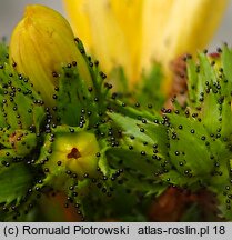 Hypericum montanum (dziurawiec skąpolistny)