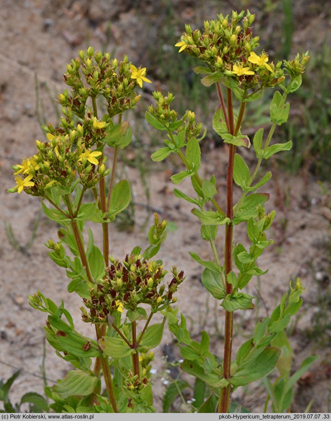 Hypericum tetrapterum (dziurawiec skrzydełkowaty)