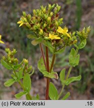 Hypericum tetrapterum (dziurawiec skrzydełkowaty)