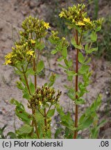 Hypericum tetrapterum (dziurawiec skrzydełkowaty)