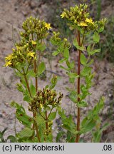 Hypericum tetrapterum (dziurawiec skrzydełkowaty)