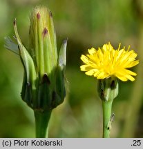Hypochaeris glabra (prosienicznik gładki)