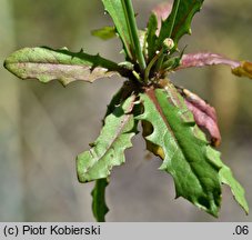Hypochaeris glabra (prosienicznik gładki)