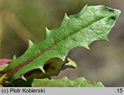 Hypochaeris glabra (prosienicznik gładki)
