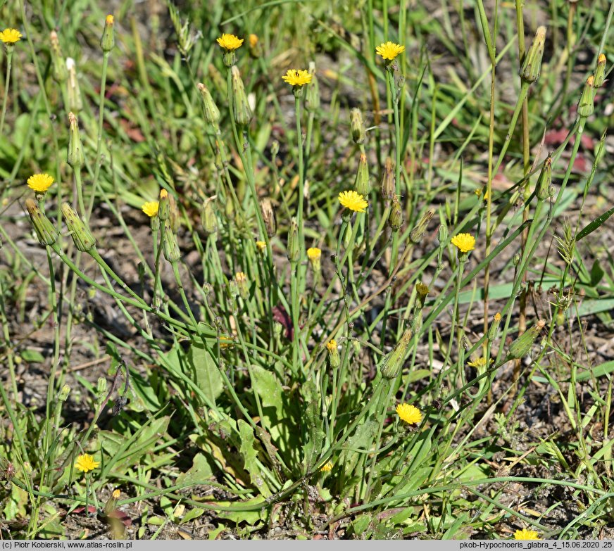 Hypochaeris glabra (prosienicznik gładki)