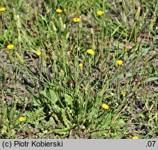 Hypochaeris glabra (prosienicznik gładki)