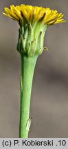 Hypochaeris glabra (prosienicznik gładki)