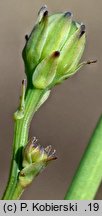 Hypochaeris glabra (prosienicznik gładki)