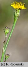 Hypochoeris glabra (prosienicznik gładki)