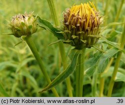 Inula salicina (oman wierzbolistny)