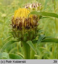 Inula salicina (oman wierzbolistny)