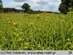 Inula salicina (oman wierzbolistny)