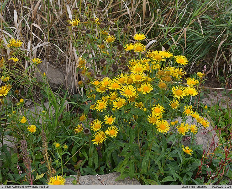 Inula britannica (oman łąkowy)