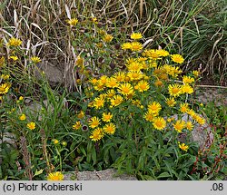 Inula britannica (oman łąkowy)