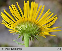 Inula britannica (oman łąkowy)