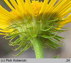 Inula britannica (oman łąkowy)