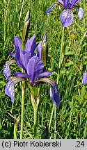 Iris sibirica (kosaciec syberyjski)