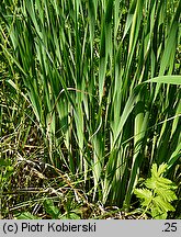 Iris sibirica (kosaciec syberyjski)