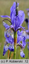 Iris sibirica (kosaciec syberyjski)