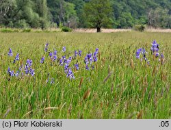 Iris sibirica (kosaciec syberyjski)