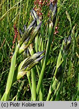 Iris sibirica (kosaciec syberyjski)