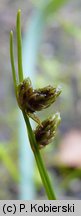 Isolepis setacea (sitniczka szczecinowata)