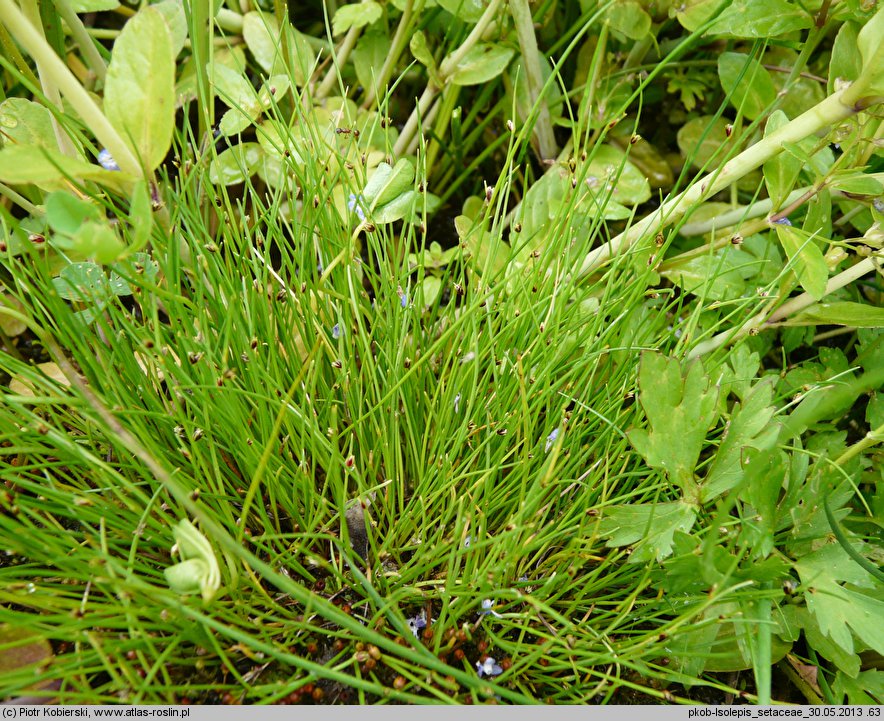 Isolepis setacea (sitniczka szczecinowata)