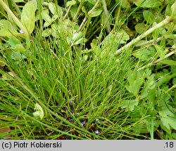 Isolepis setacea (sitniczka szczecinowata)