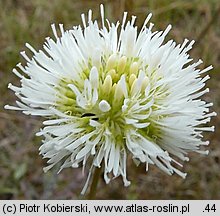 Jasione montana