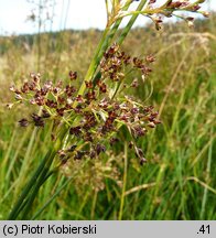 Juncus acutiflorus (sit ostrokwiatowy)