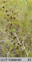 Juncus alpinoarticulatus (sit alpejski)